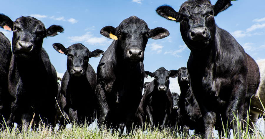 Close-up image of a black Angus cattle herd outside in a field